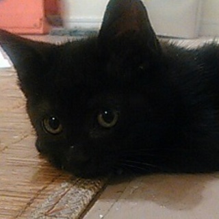 可愛い黒猫君の里親募集です