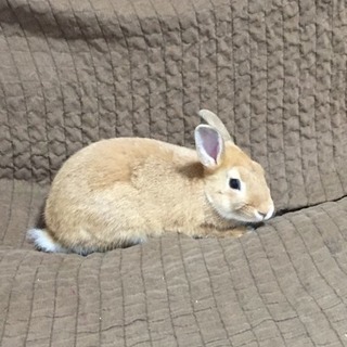 ネザーランドドワーフ♂生後6ヶ月