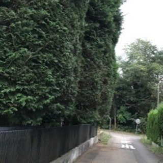 薪 ヒバ？サワラ？ サクラもあり