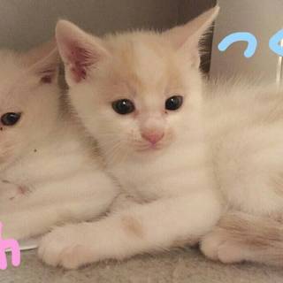 白ベージュ５兄弟