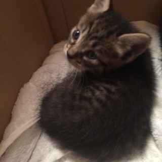 里親様決まりました　1ヶ月子猫ちゃんメス2匹保護しました　病気なしノミダニ薬済み - 松戸市