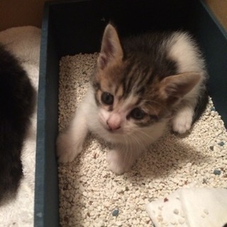 里親様決まりました　1ヶ月子猫ちゃんメス2匹保護しました　病気なしノミダニ薬済み - 猫