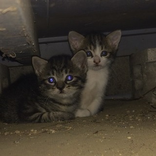 里親様決まりました　1ヶ月子猫ちゃんメス2匹保護しました　病気なしノミダニ薬済み − 千葉県