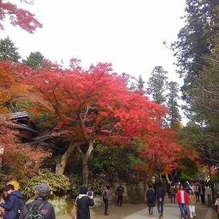 【12月1日開催・残席3名】鎌倉お散歩会～鎌倉路地の紅葉を探しに...