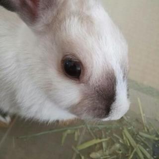 文通してくれる方いませんか？
