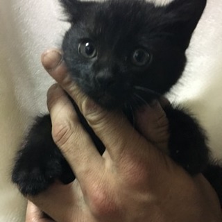 黒猫 里親募集。