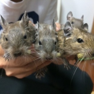 デグーの赤ちゃん生まれました！