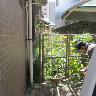 会社の寮の草刈、植木徹去
