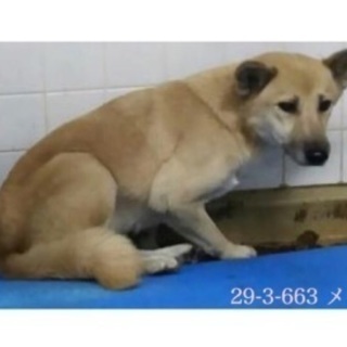 里親決定！有難うございました！明日の朝迄！まだ生後6カ月位 野犬...