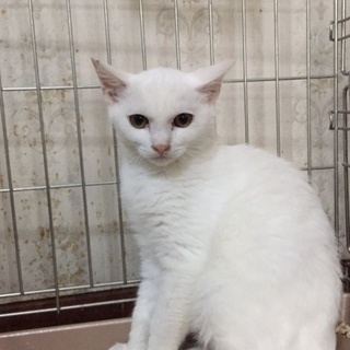 真っ白な「ましろ」君、里親さん募集です。