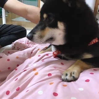 可愛い黒柴くんです(◦ˉ ˘ ˉ◦)