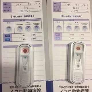 鼻輪くん♂ − 北海道