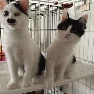 鼻輪くん♂ - 里親募集