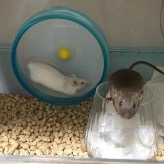 マウス3匹◆懐こい白◆芸のできる黒◆ビビりな金(金は里親決定)