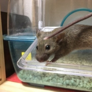 マウス3匹◆懐こい白◆芸のできる黒◆ビビりな金(金は里親決定) - 調布市
