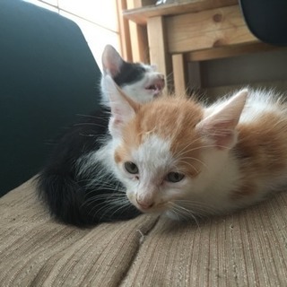 7月29日生まれの子猫です。再募集