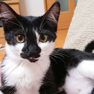 ぶさかわちゃん