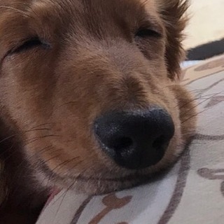 ワンコ…ニャンコなど好きな方宜しくです