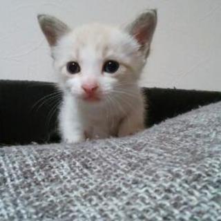 真っ白な可愛い仔猫です。耳、しっぽに母猫のような模様がでてきました。