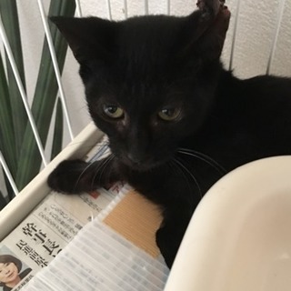 サクラ耳カットの猫ちゃん