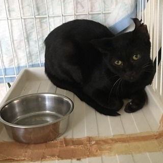 サクラ耳カットの猫ちゃん - 日進市