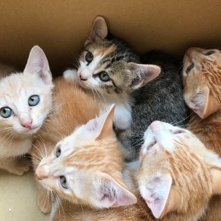 可愛こ赤猫5兄弟！男祭り！！ - 福岡市