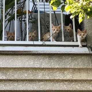 可愛こ赤猫5兄弟！男祭り！！