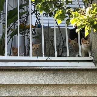 可愛こ赤猫5兄弟！男祭り！！ - 里親募集