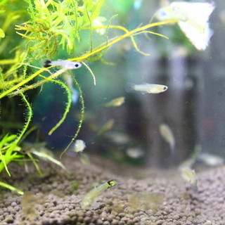 グッピー　ブルーグラス稚魚　10匹で300円　札幌市内、手渡し限定の画像