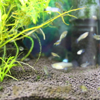 グッピー　ブルーグラス稚魚　10匹で300円　札幌市内、手渡し限定の画像