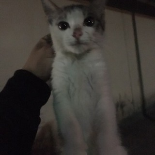 子ネコの里親募集