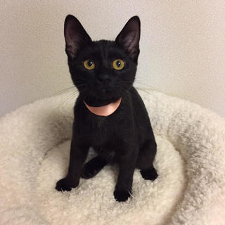 3カ月半　他の猫が苦手な黒猫　♀モアナちゃん