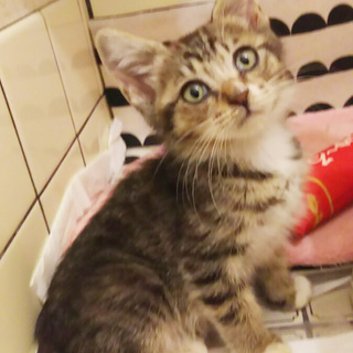 キジトラ靴下ちゃん