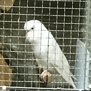 セキセイインコ オス・メス 2羽 可愛がってくださる方に