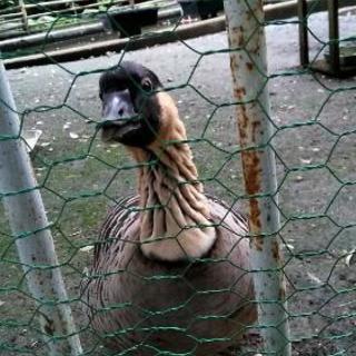 明日10時くらいから多摩動物公園