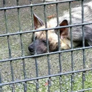 明日10時くらいから多摩動物公園 - 日野市