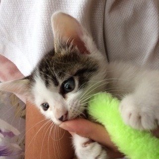 生後2.3ヶ月ぐらいの仔猫です！