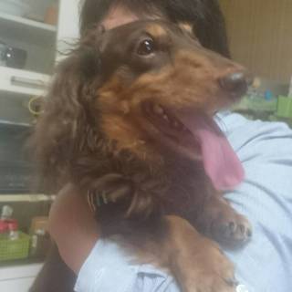 ミニチュアダックス　チョコタン　♂　5歳　　■■　募集中断
