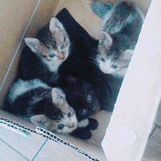 改めて 猫貰って下さい(｡_｡*)