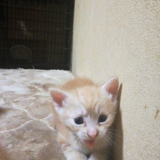 子猫