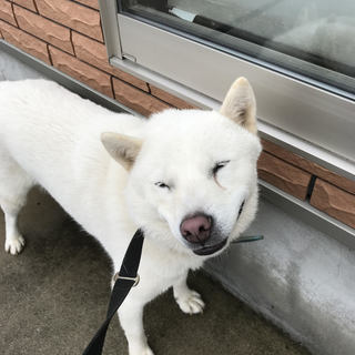 北海道犬の里親を探しています。