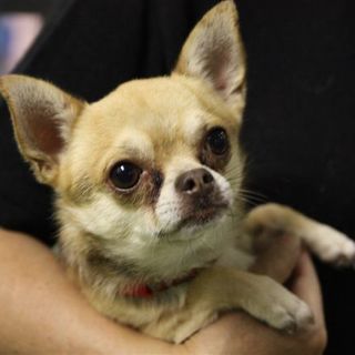 なれなれチワワ君犬　オス 抱っこ大好き推定３～４才