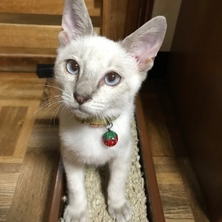 可愛がってくれる方