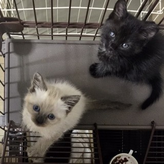 1ヶ月半❤️人気シャム猫✩ - 北九州市