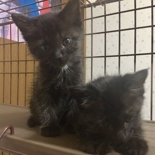 1ヶ月半❤️人気シャム猫✩ - 猫