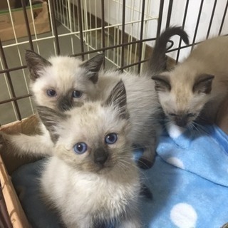 1ヶ月半❤️人気シャム猫✩ − 福岡県