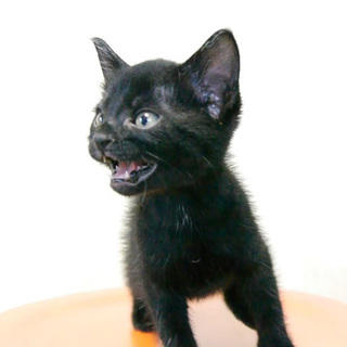 6兄妹仔猫の里親様募集★甘えん坊の黒猫♂です