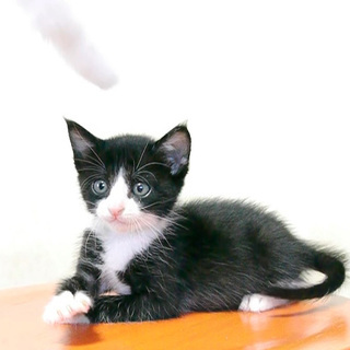 6兄妹仔猫の里親様募集★不思議ちゃんのハチワレ♀です