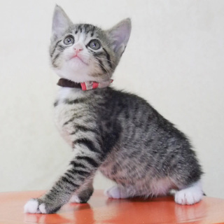 6兄妹仔猫の里親様募集★おてんば美少女キジトラ♀です