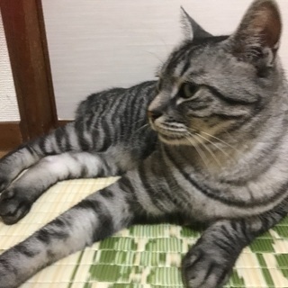 アメリカンショートヘア3歳の男の子